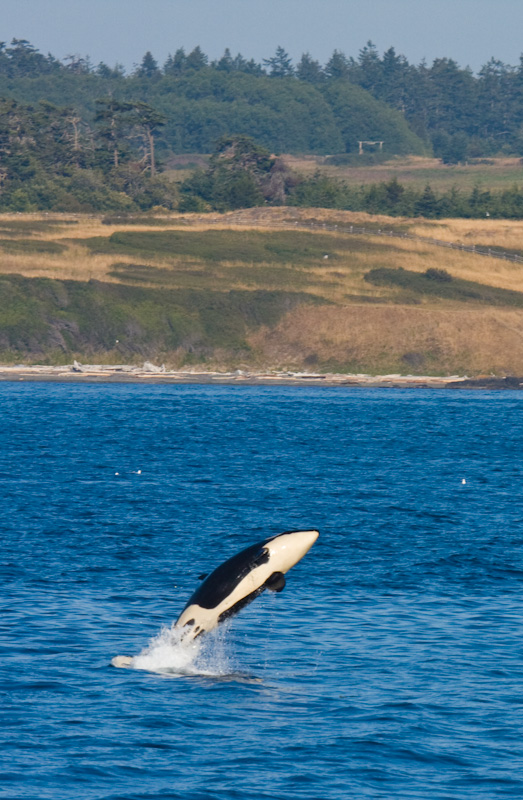 Orca Breaching